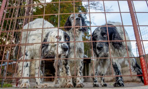 Exploitation de chiens de chasse : STOP au massacre