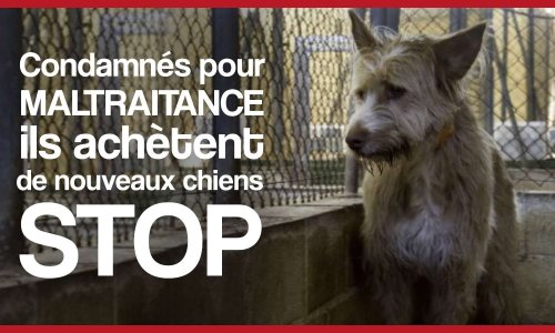 Condamnés pour maltraitance, ils achètent de nouveaux chiens : STOP