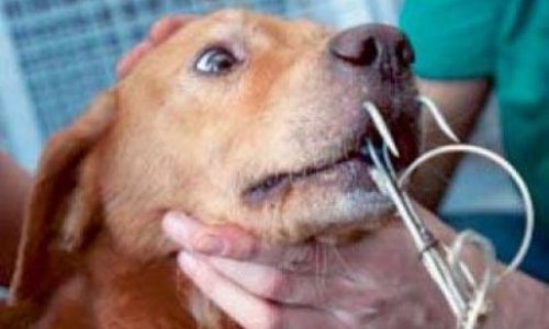 Chiens-appât pour la pêche aux requins : STOP à la torture