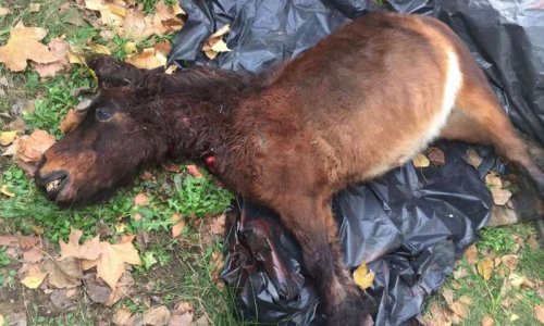 Justice pour le poney torturé et égorgé dans un camping d'Argelès-sur-Mer