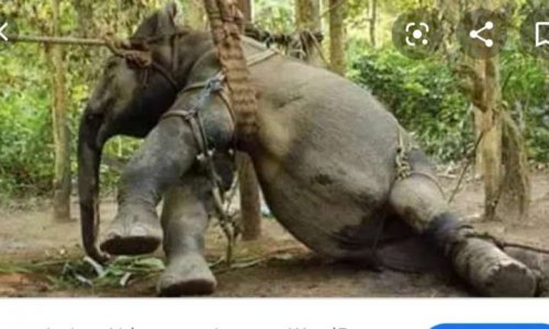 Pétition contre la torture des éléphants esclaves en Thaïlande