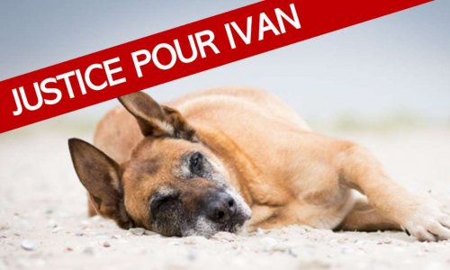 Cadavre d’un chien momifié retrouvé chez un policier : justice pour Ivan