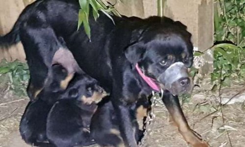 Museau scotché, affamée et assoiffée, justice pour cette chienne allaitante