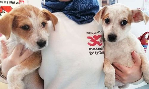 Cauchemar en Dordogne : animaux morts et desséchés, chiots abandonnés, STOP !