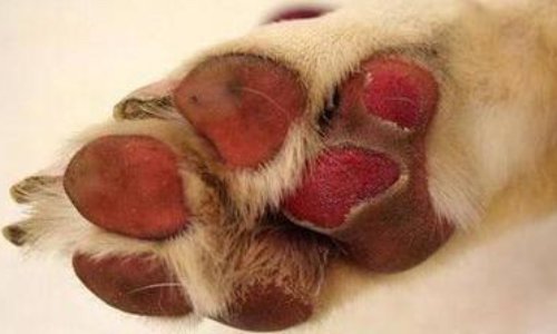 Coronavirus : STOP aux animaux lavés à la javel !