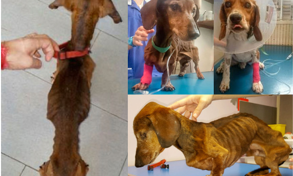 Pour retrouver et punir les tortionnaires d'animaux : rendons l'identification obligatoire !