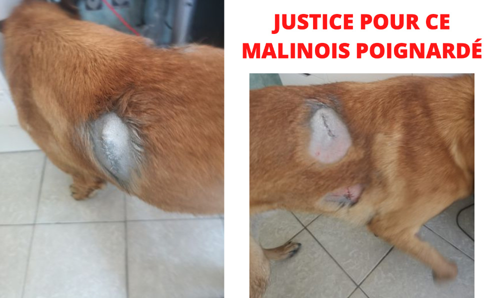 JUSTICE POUR CE MALINOIS POIGNARDÉ ET LAISSÉ POUR MORT !