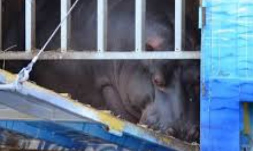 Libérez Jumbo l'hippopotame - Free Jumbo The Hippo