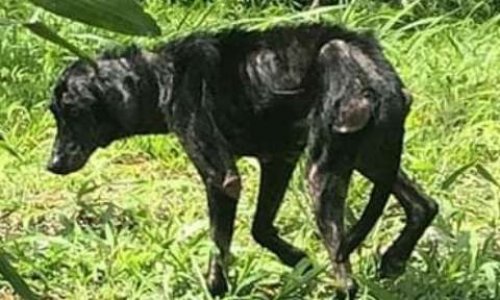 STOPPONS LES EUTHANASIES MASSIVES DES ANIMAUX EN GUADELOUPE