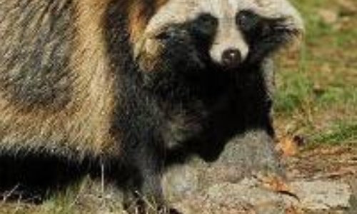 Commerce animal : Non à la fourrure !