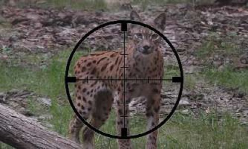 Non à l’éradication du lynx avec la complicité de l’Administration