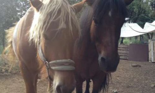 Raccordement de l'eau de ville  pour les animaux du refuge d'Entrecasteaux