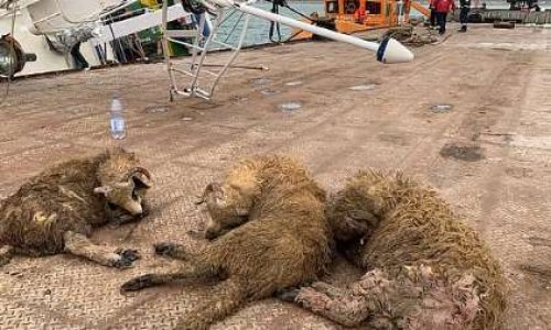 STOP AUX TRANSPORTS DE L'ENFER