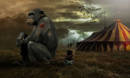 STOP aux cirques avec des animaux sauvages à Caen