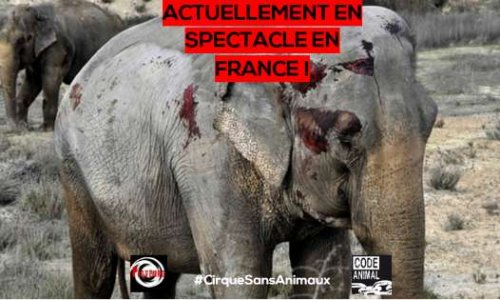 INADMISSIBLE : Joy Gartner autorisé à se produire en France avec ses éléphantes !