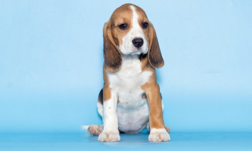 SOUTENEZ LA RECHERCHE SANS ANIMAUX EPROUVETTES