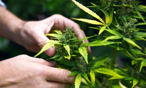 Légalisation du cannabis