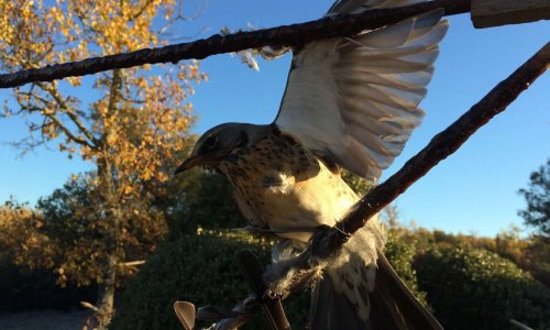 Contre la chasse à la glu