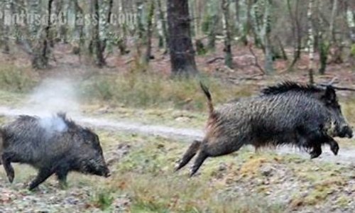 STOP aux dérives de la chasse