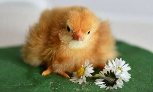 Nieppe - Projet extension poulailler : transition écologique / agro industrie ?