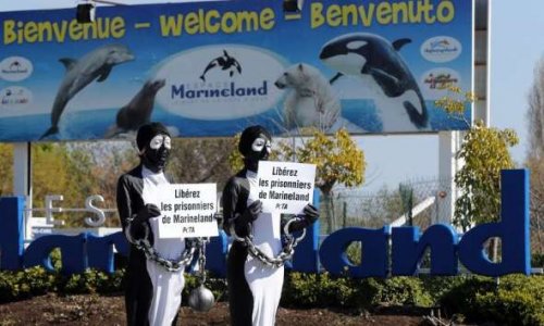 Un sanctuaire pour les animaux marins nés en captivité en France