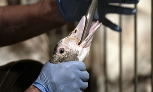 Arrêtez le gavage des oies et leur exploitation inhumaine !