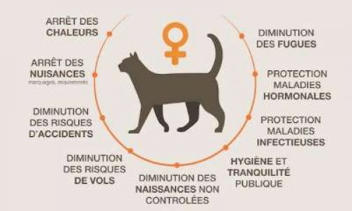 Pour la stérilisation des chats errants d'Hazebrouck