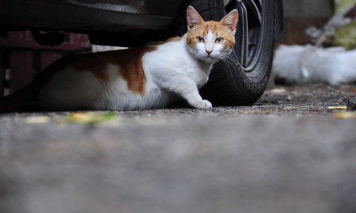 Stérilisation des chats abandonnés à La Baule !