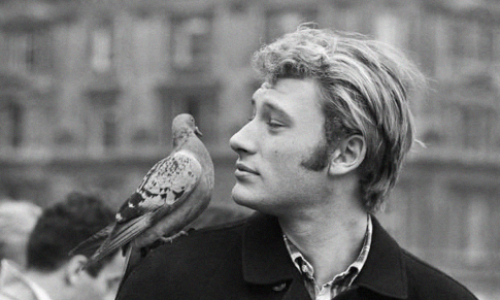 Dites STOP au piégeage cruel des pigeons de Saint-Aulaye (24410)