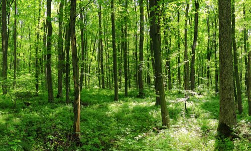 Alerte foret des sérigons