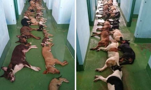 Stop à l'euthanasie massive en Guyane Française