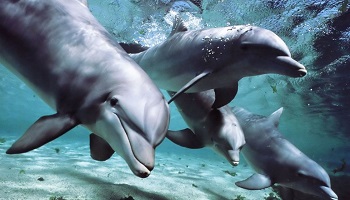 Arrêtez le massacre des dauphins sur les îles Féroé!