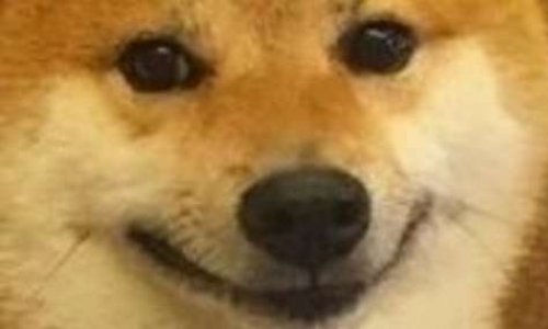 Put the dog's picture back into a profile picture