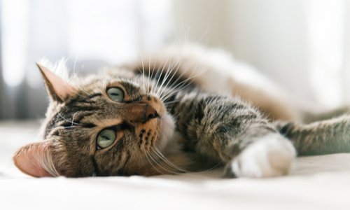 PEINE MAXIMALE POUR LE DÉLIT INFLIGÉ À UN CHAT DANS UN MICRO ONDES