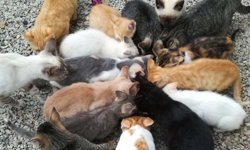 Campagne de stérilisations dans la commune de le Cloitre-Pleyben