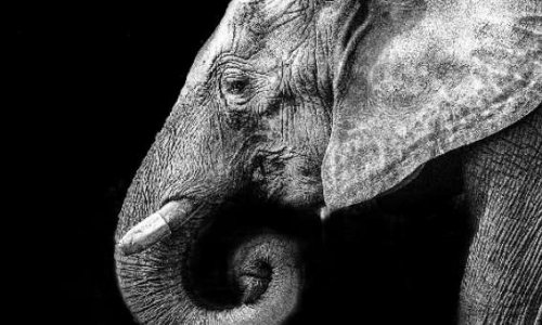 Pour des cirques sans animaux à Charleville Mézières et en Ardennes