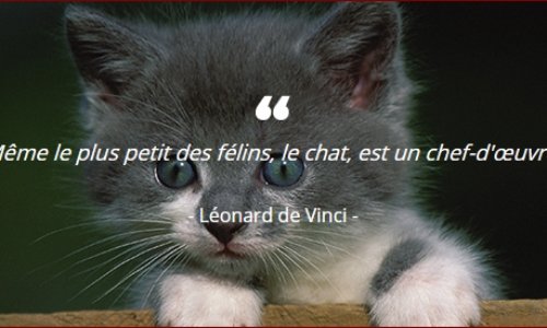 Pensez-vous réagir ?