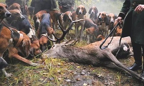 Pour l'abolition de la chasse à courre
