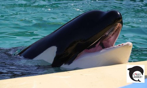 M. Le Président Emmanuel Macron, accordez le statut de personne non-humaine aux cétacés !