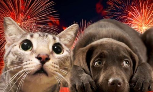 Pour une interdiction de l'utilisation des pétards et artifices, sous peine de sanctions.