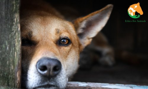 Mauvais traitements sur animaux, trop c'est trop, la justice doit agir rapidement !