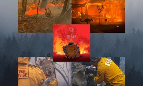 Sauvons les animaux australiens piégés par les flammes !