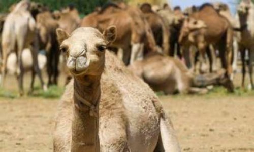 NON au massacre de 10 000 dromadaires en Australie !