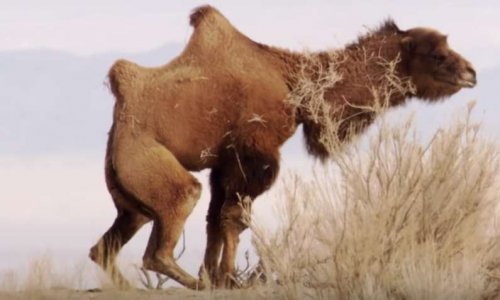 Honte à l'Australie