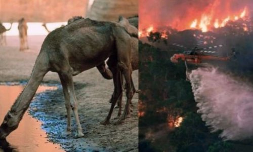 Non à l'abattage des dromadaires en Australie