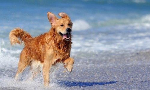 Pour la liberté de circuler avec nos chiens à Langres