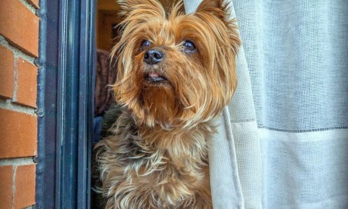 Justice pour le yorkshire poignardé et défenestré à Saint- Amand ( nord)