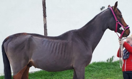 Sauvons les chevaux de la maltraitance