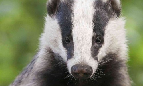 Pour la survie des Blaireaux (Méles Méles)