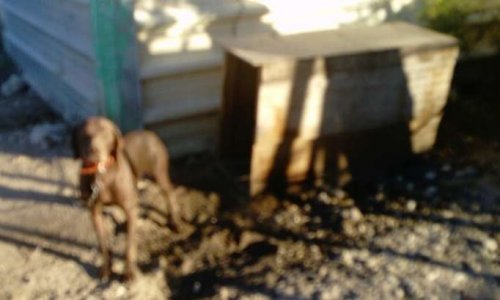 Halte à la maltraitance des chiens